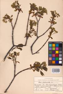 Acer platanoides L., Eastern Europe, Western region (E3) (Russia)