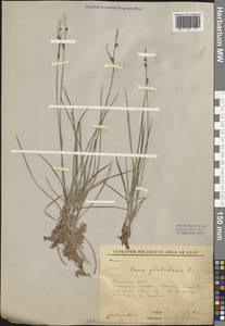 Carex globularis L., Siberia, Yakutia (S5) (Russia)