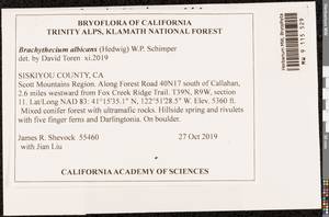 Brachythecium albicans (Hedw.) Schimp., Bryophytes, Bryophytes - America (BAm) (United States)