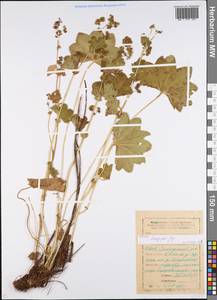 Alchemilla longipes Juz., Eastern Europe, Eastern region (E10) (Russia)