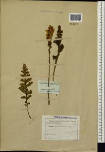 Pedicularis sceptrum-carolinum, Siberia, Baikal & Transbaikal region (S4) (Russia)