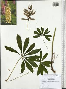 Lupinus luteus L., Eastern Europe, Central region (E4) (Russia)