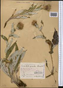 Syreitschikovia spinulosa (Franch.) Pavlov, Middle Asia, Western Tian Shan & Karatau (M3) (Kazakhstan)