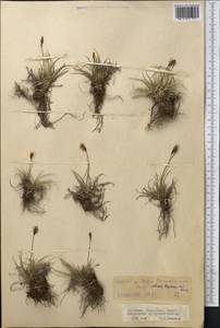 Carex kokanica (Regel) S.R.Zhang, Middle Asia, Northern & Central Tian Shan (M4) (Kyrgyzstan)