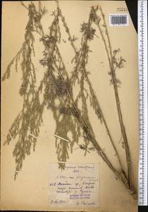 Artemisia ferganensis Krasch. ex Poljakov, Middle Asia, Pamir & Pamiro-Alai (M2) (Kyrgyzstan)