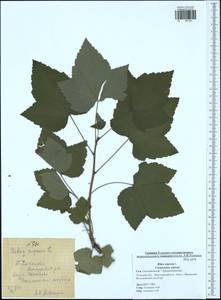 Ribes nigrum L., Eastern Europe, Central region (E4) (Russia)