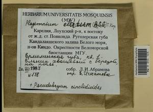 Plagiomnium elatum (Bruch & Schimp.) T.J. Kop., Bryophytes, Bryophytes - Karelia, Leningrad & Murmansk Oblasts (B4) (Russia)