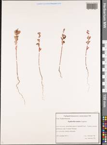 Euphorbia nutans Lag., Caucasus, Krasnodar Krai & Adygea (K1a) (Russia)