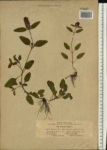 Prunella vulgaris L., Eastern Europe, South Ukrainian region (E12) (Ukraine)