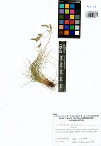 Festuca ovina L., Siberia, Baikal & Transbaikal region (S4) (Russia)