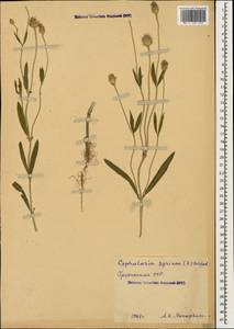 Cephalaria syriaca (L.) Schrad., Caucasus, Georgia (K4) (Georgia)