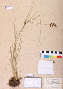 Juncus compressus Jacq., Siberia, Altai & Sayany Mountains (S2) (Russia)