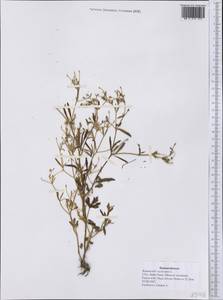 Ranunculus sceleratus L., America (AMER) (United States)