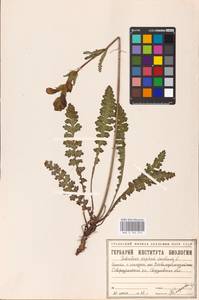 MHA 0 162 274, Pedicularis sceptrum-carolinum, Eastern Europe, Eastern region (E10) (Russia)