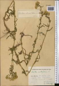 Achillea setacea Waldst. & Kit., Middle Asia, Syr-Darian deserts & Kyzylkum (M7) (Uzbekistan)
