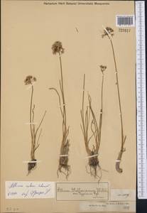 Allium rubens Schrad. ex Willd., Middle Asia, Dzungarian Alatau & Tarbagatai (M5) (Kazakhstan)