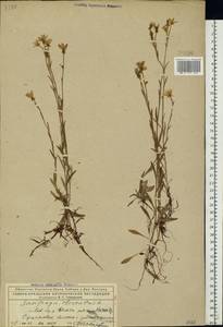 Saxifraga hirculus L., Eastern Europe, Northern region (E1) (Russia)