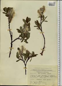 Salix pulchra Cham., Siberia, Chukotka & Kamchatka (S7) (Russia)