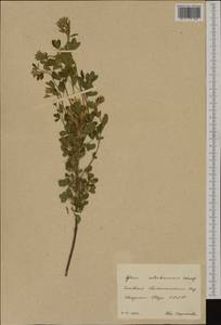 Cytisus ratisbonensis Schaeff., Botanic gardens and arboreta (GARD) (Russia)