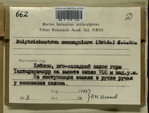 Polytrichastrum sexangulare (Flörke ex Brid.) G.L. Sm., Bryophytes, Bryophytes - Karelia, Leningrad & Murmansk Oblasts (B4) (Russia)