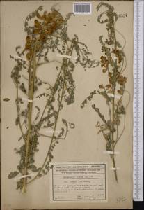 Sphaerophysa salsula (Pall.)DC., Middle Asia, Syr-Darian deserts & Kyzylkum (M7) (Kazakhstan)