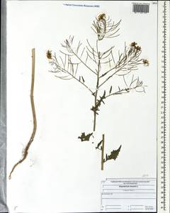 Sisymbrium loeselii L., Eastern Europe, Central forest region (E5) (Russia)