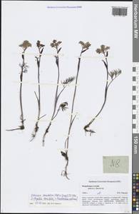 Ostericum tenuifolium (Pall. ex Spreng.) Y. C. Chu, Siberia, Altai & Sayany Mountains (S2) (Russia)