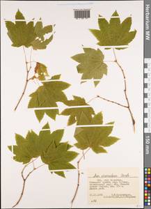 Acer circinatum Pursh, America (AMER) (United States)