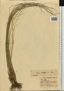 Stipa dasyphylla (Lindem.) Czern. ex Trautv., Eastern Europe, Eastern region (E10) (Russia)