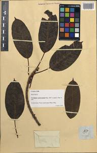 Ficus caulocarpa Miq., South Asia, South Asia (Asia outside ex-Soviet states and Mongolia) (ASIA) (Philippines)