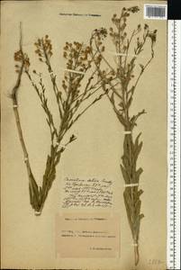 Camelina sativa (L.) Crantz, Eastern Europe, Rostov Oblast (E12a) (Russia)