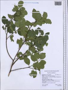 Phillyrea latifolia L., Western Europe (EUR) (Italy)