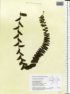 Potamogeton perfoliatus L., Eastern Europe, Central region (E4) (Russia)