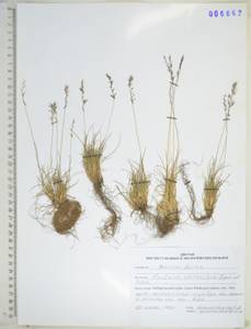 KHA6662, Festuca auriculata Drobow, Siberia, Russian Far East (S6) (Russia)