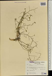 Convolvulus, South Asia, South Asia (Asia outside ex-Soviet states and Mongolia) (ASIA) (Iran)