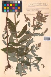 MHA 0 158 383, Mentha longifolia (L.) L., Eastern Europe, Moldova (E13a) (Moldova)