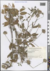 Bituminaria bituminosa (L.) C.H.Stirt., Caucasus, Krasnodar Krai & Adygea (K1a) (Russia)