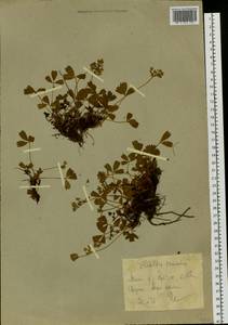 Sibbaldia procumbens L., Siberia, Western Siberia (S1) (Russia)