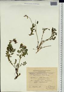 Astragalus trigonocarpus (Turcz.) Bunge, Siberia, Baikal & Transbaikal region (S4) (Russia)