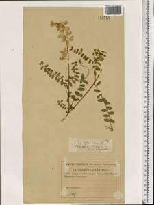 Vicia sylvatica L., Eastern Europe, North-Western region (E2) (Russia)