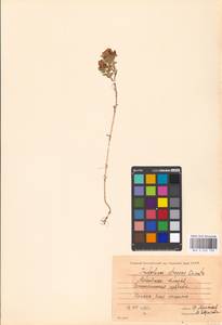 Trifolium aureum Pollich, Eastern Europe, Moscow region (E4a) (Russia)