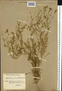 Lepidium pinnatifidum Ledeb., Eastern Europe, Lower Volga region (E9) (Russia)