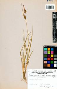 Carex pamirensis subsp. dichroa Malyschev, Siberia, Central Siberia (S3) (Russia)