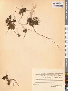 Draba magadanensis Berkut. & A.P. Khokhr., Siberia, Chukotka & Kamchatka (S7) (Russia)