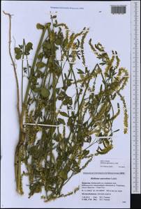 Melilotus officinalis (L.)Pall., Siberia, Baikal & Transbaikal region (S4) (Russia)
