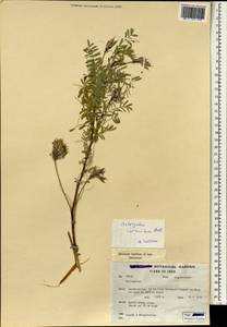 Astragalus cornutus Pall., South Asia, South Asia (Asia outside ex-Soviet states and Mongolia) (ASIA) (Iran)
