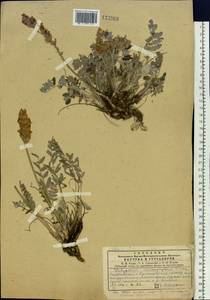 Hedysarum turczaninovii Peschkova, Siberia, Central Siberia (S3) (Russia)