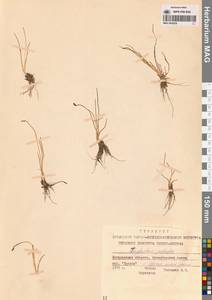 Triglochin palustris L., Siberia, Chukotka & Kamchatka (S7) (Russia)