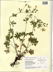 Potentilla thuringiaca Bernh. ex Link, Eastern Europe, Central region (E4) (Russia)