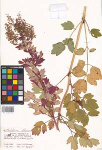 Thalictrum flavum L., Eastern Europe, Moscow region (E4a) (Russia)